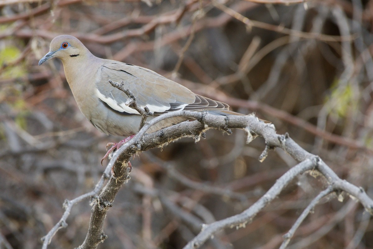 White-winged Dove - ML618767998