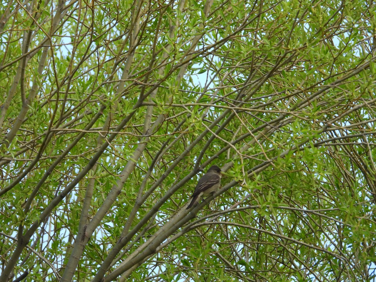 Olive-sided Flycatcher - Paolo Matteucci