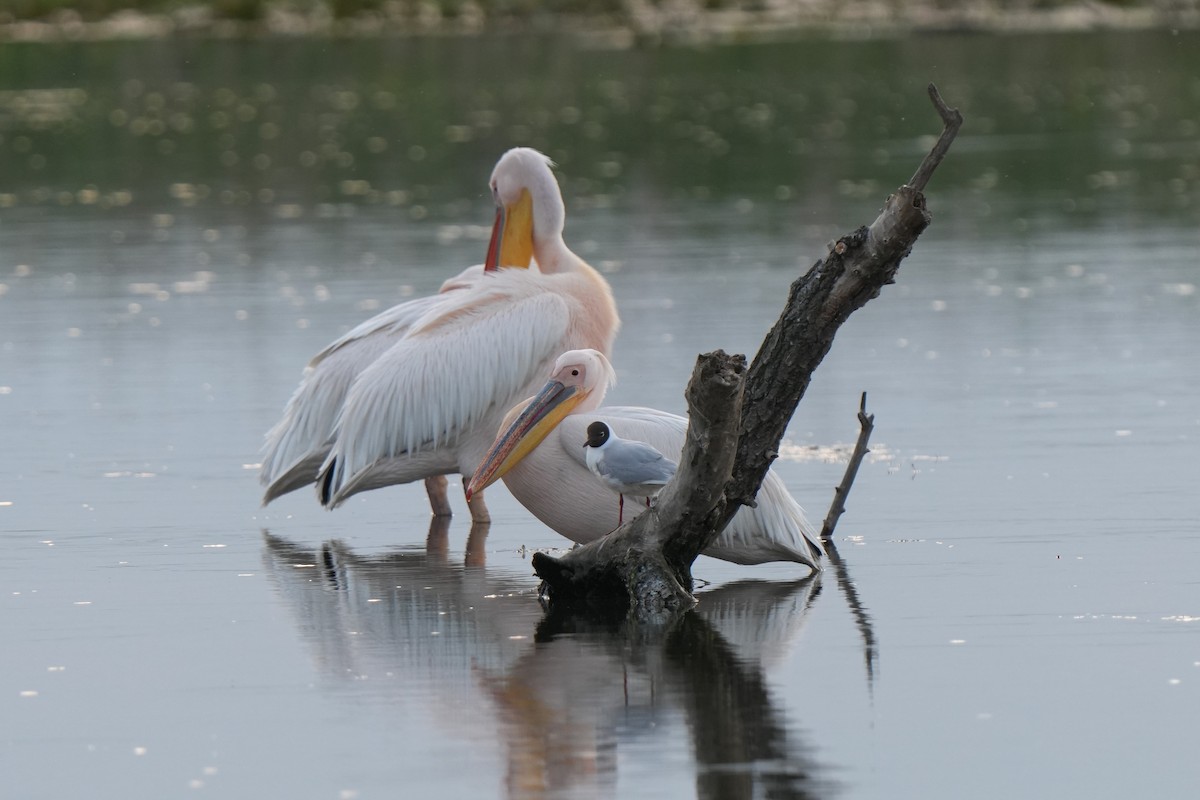 Great White Pelican - Krzysztof Kasprzyk