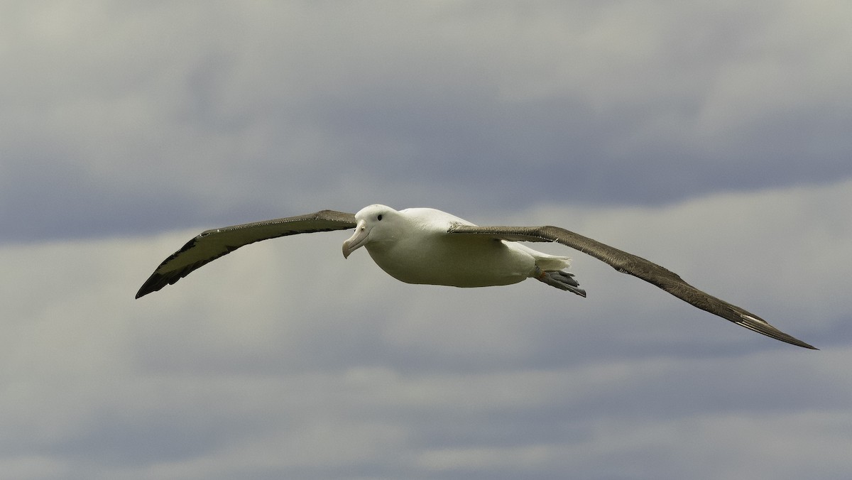 Northern Royal Albatross - Markus Craig