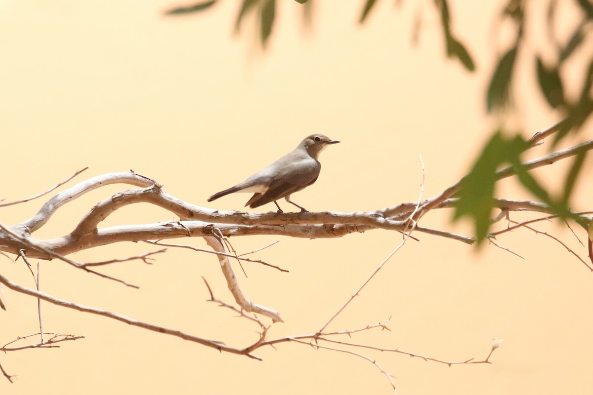 White-throated Robin - Oscar Campbell