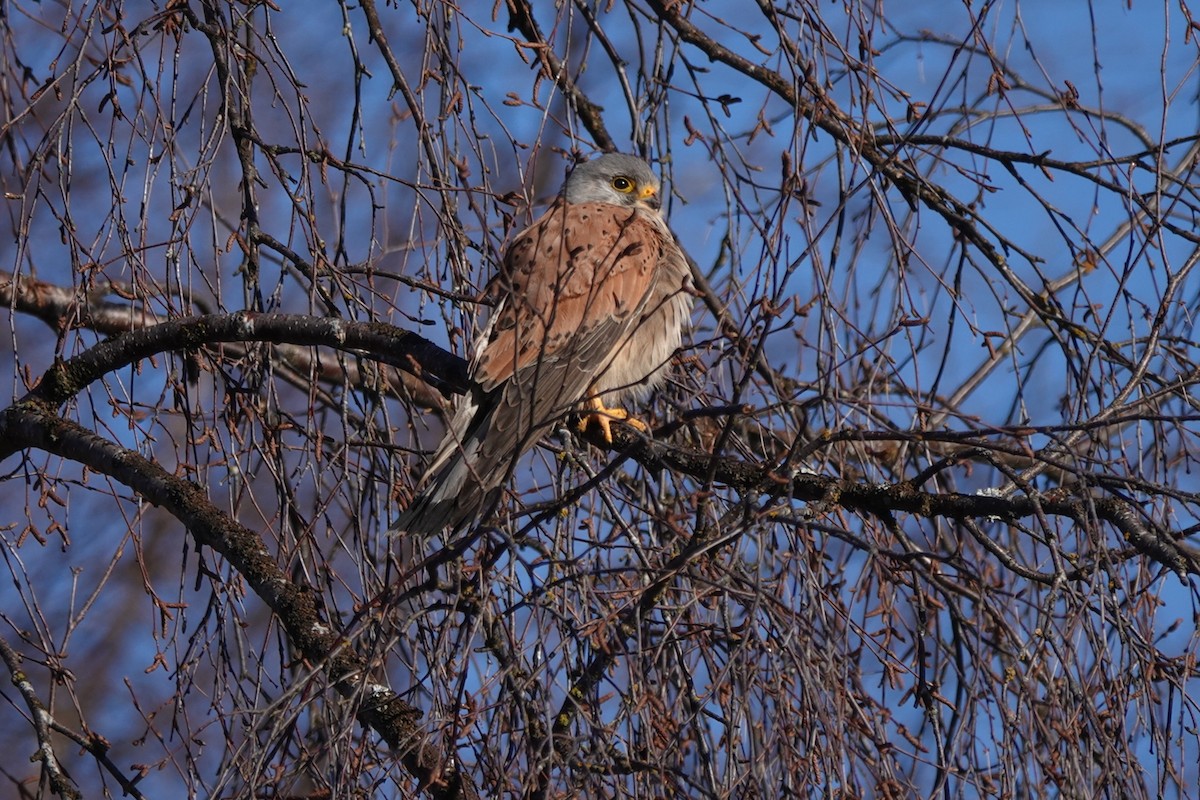 Eurasian Kestrel - eero salo-oja