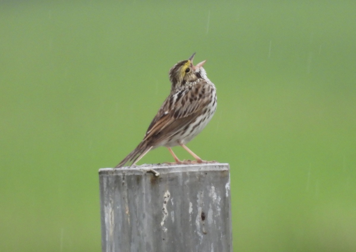 Savannah Sparrow - ML618768081