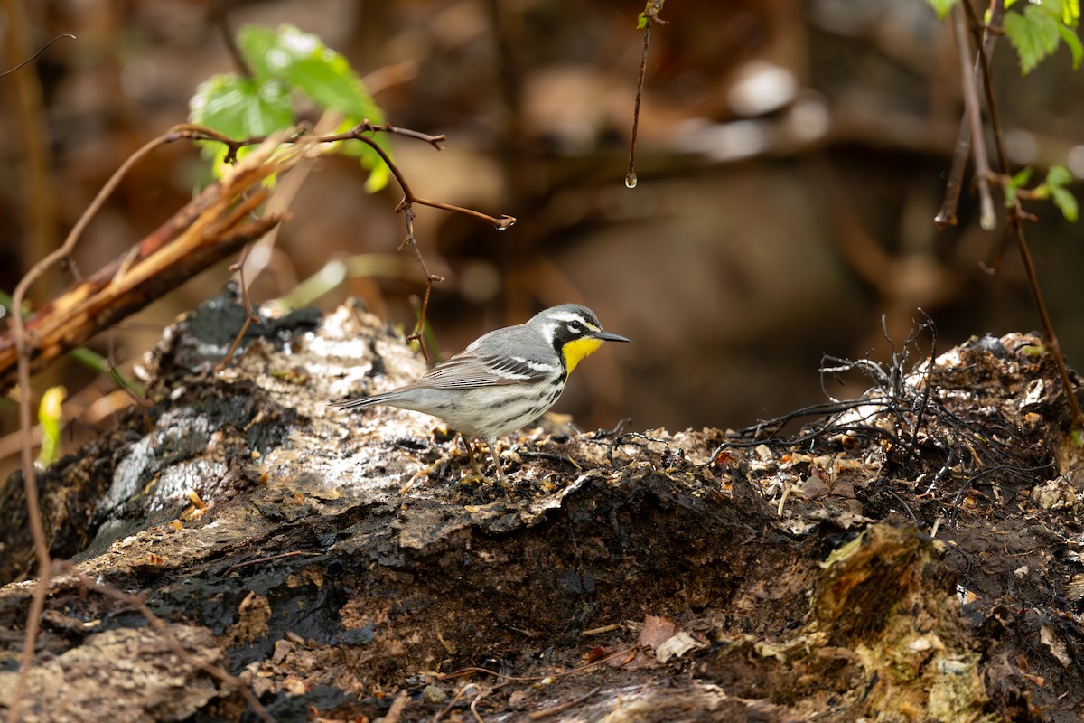 Yellow-throated Warbler - Tim Metcalf
