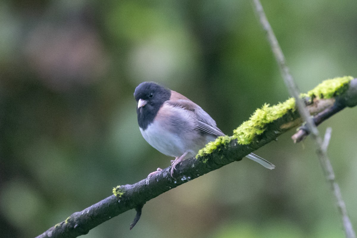 Dark-eyed Junco - ML618768122