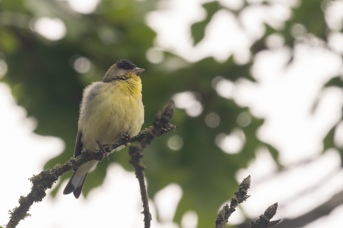 Lesser Goldfinch - ML618768142