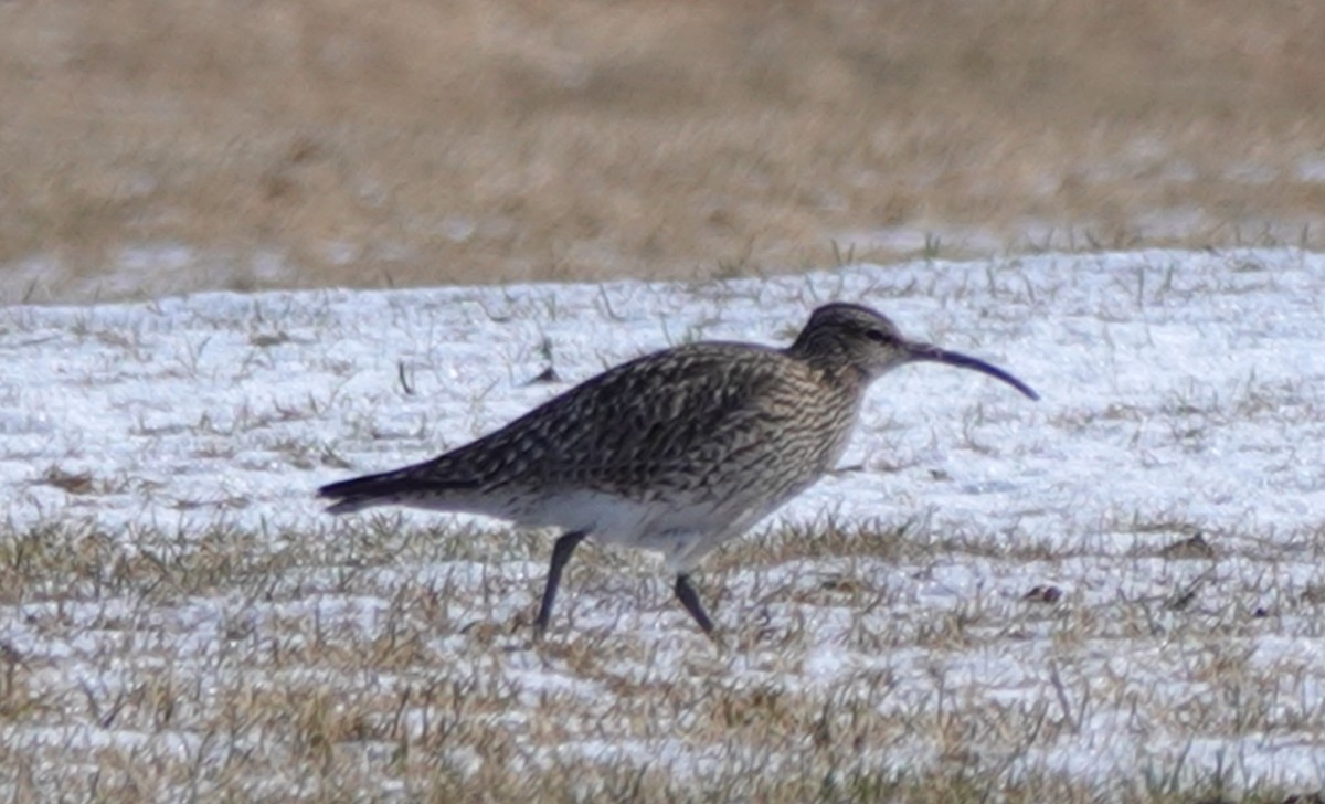 Whimbrel - eero salo-oja