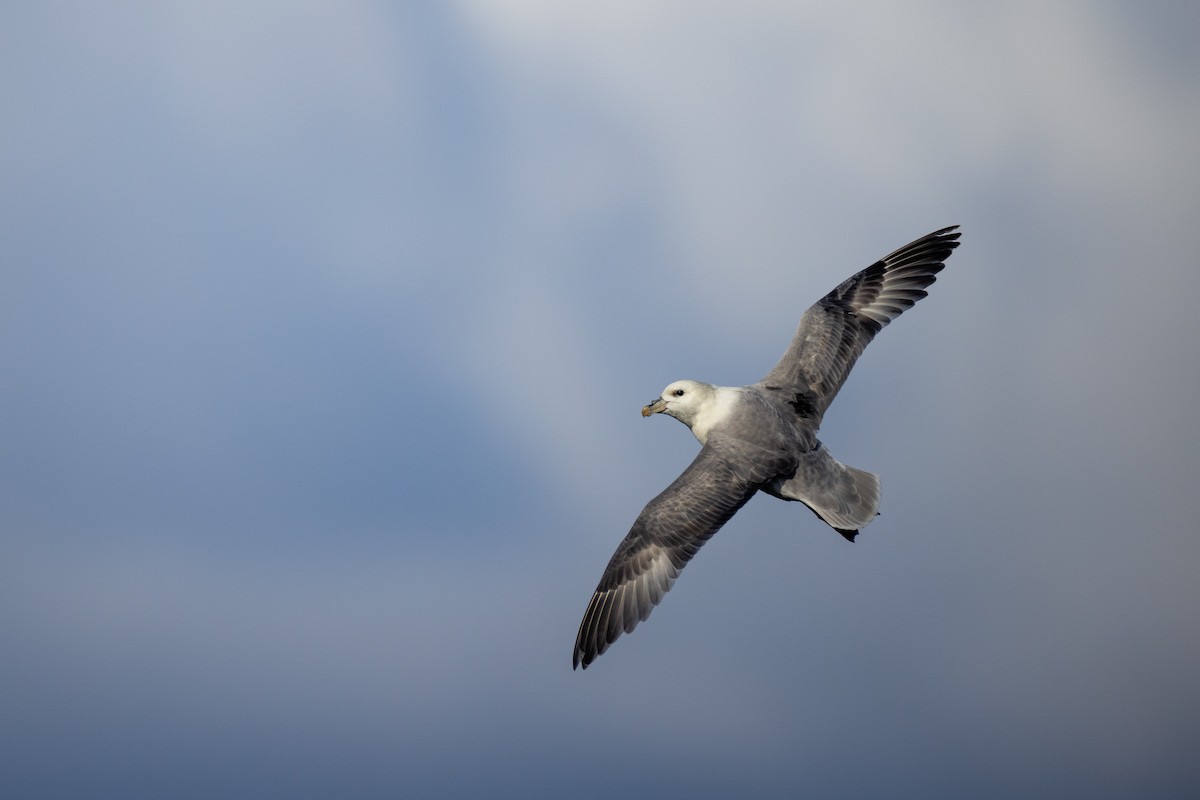 Northern Fulmar - ML618768159