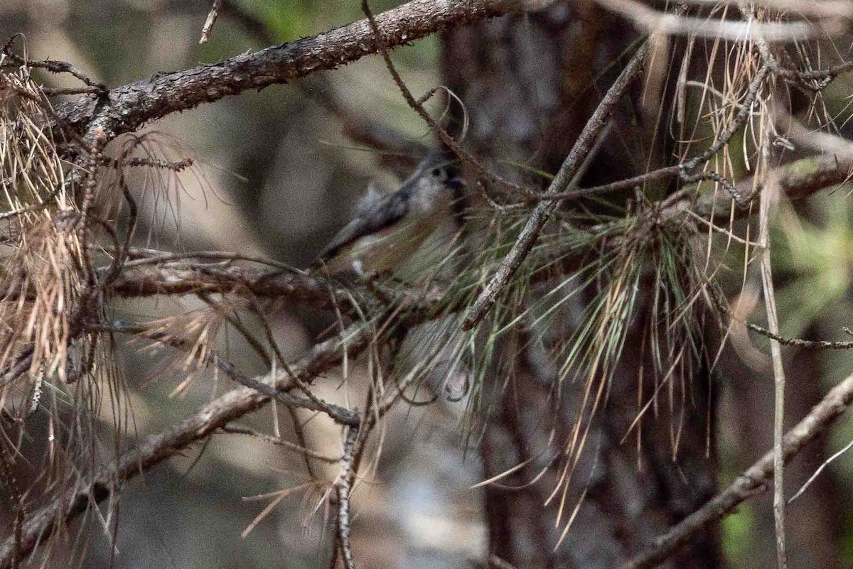 Tufted Titmouse - ML618768180