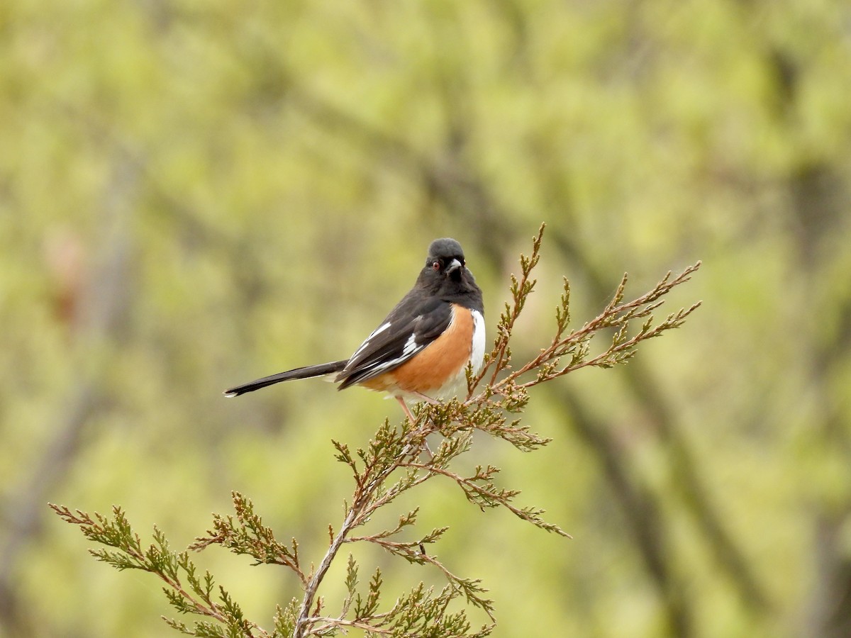 Eastern Towhee - Danielle Rochette