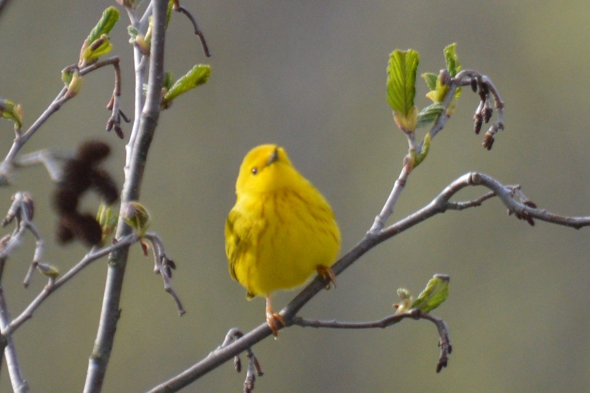 Yellow Warbler - ML618768195