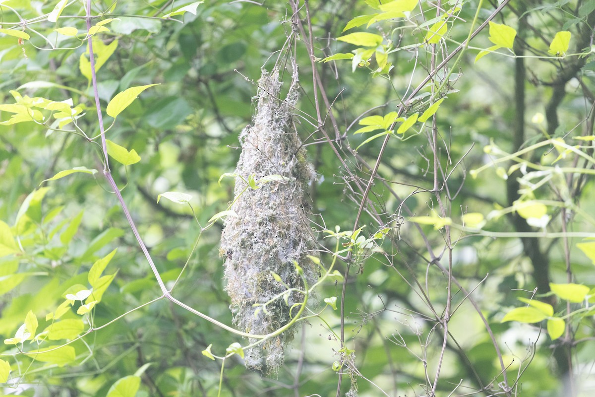 Bushtit - Shawn Taylor