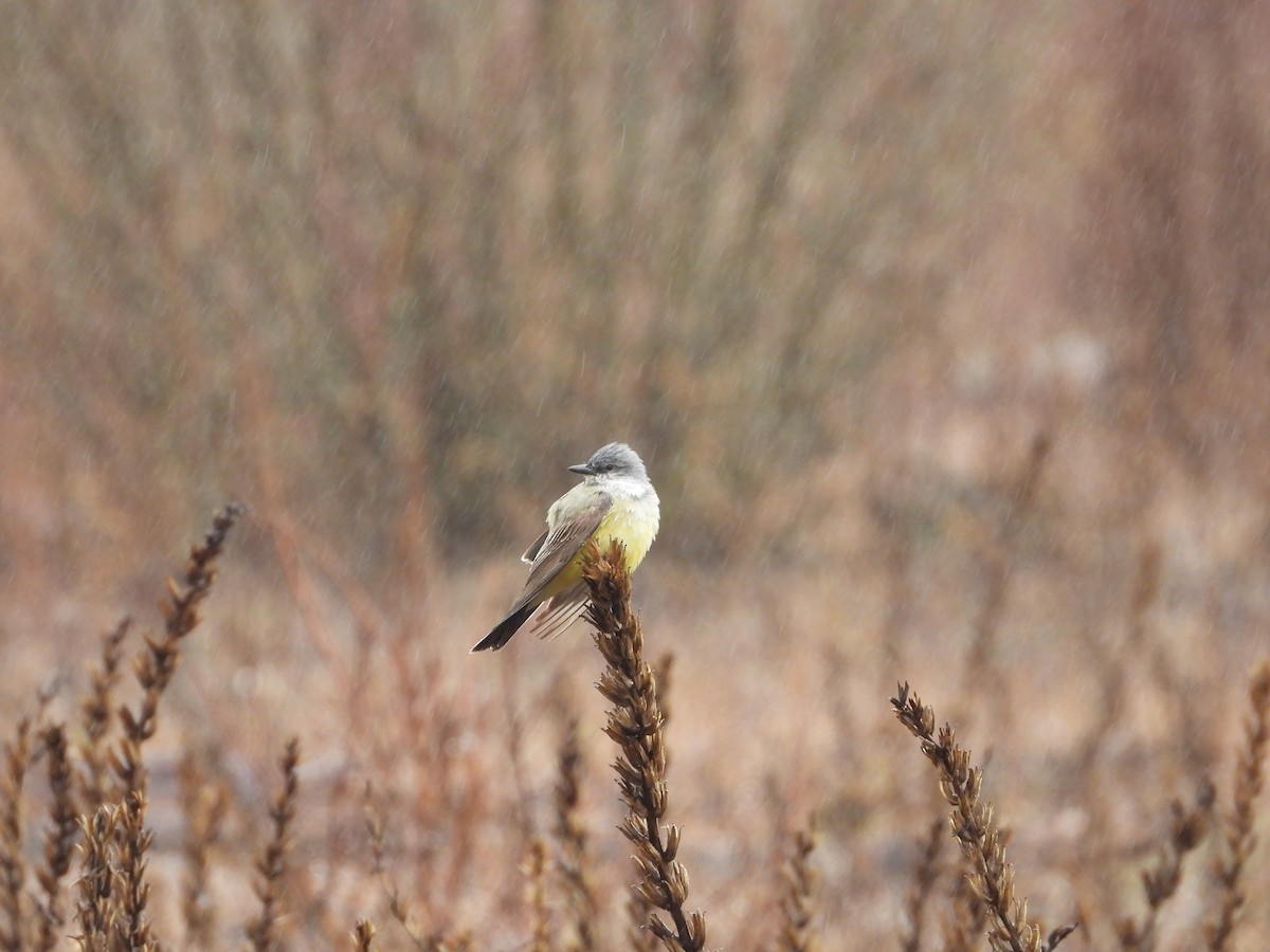 Western Kingbird - ML618768231