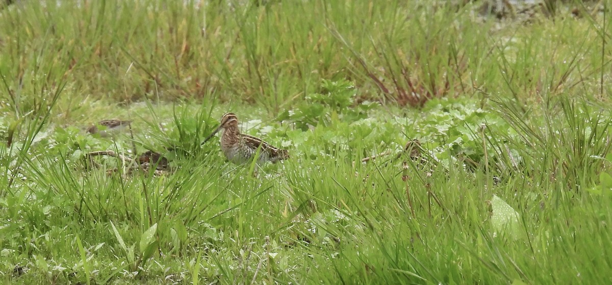 Wilson's Snipe - ML618768238