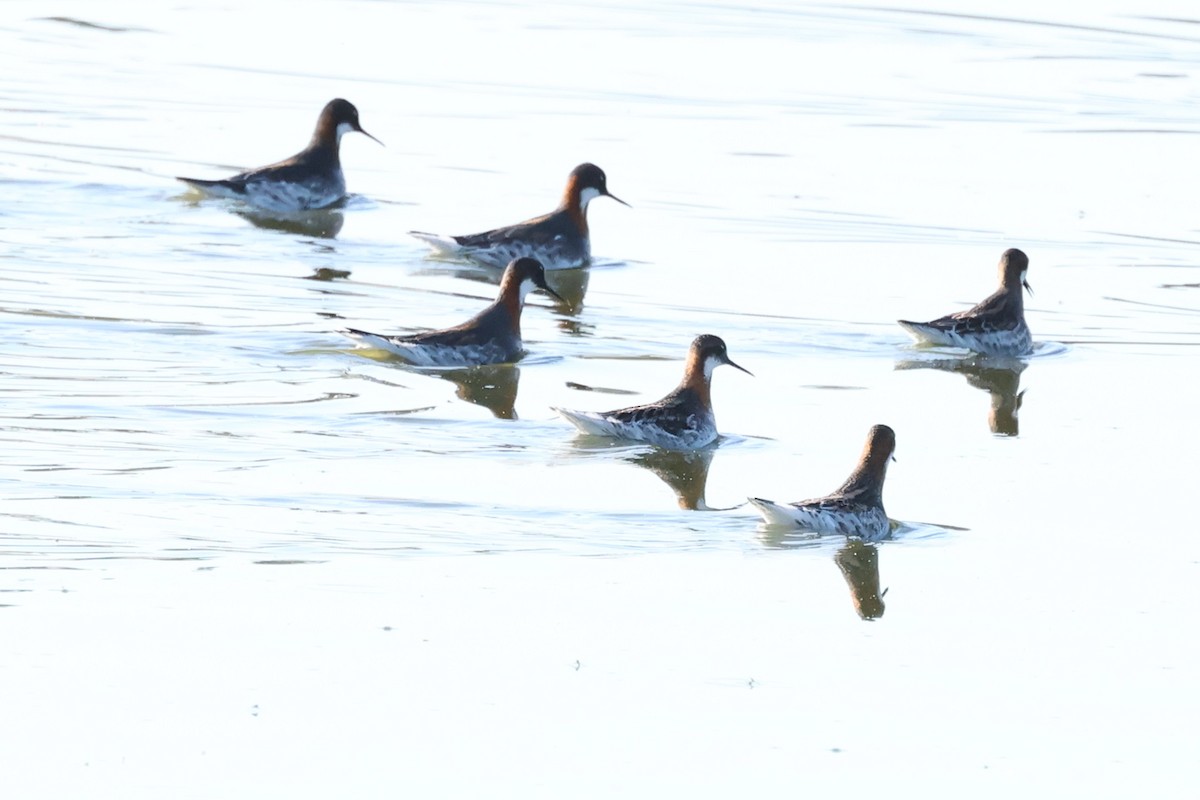 Red-necked Phalarope - David Yeamans