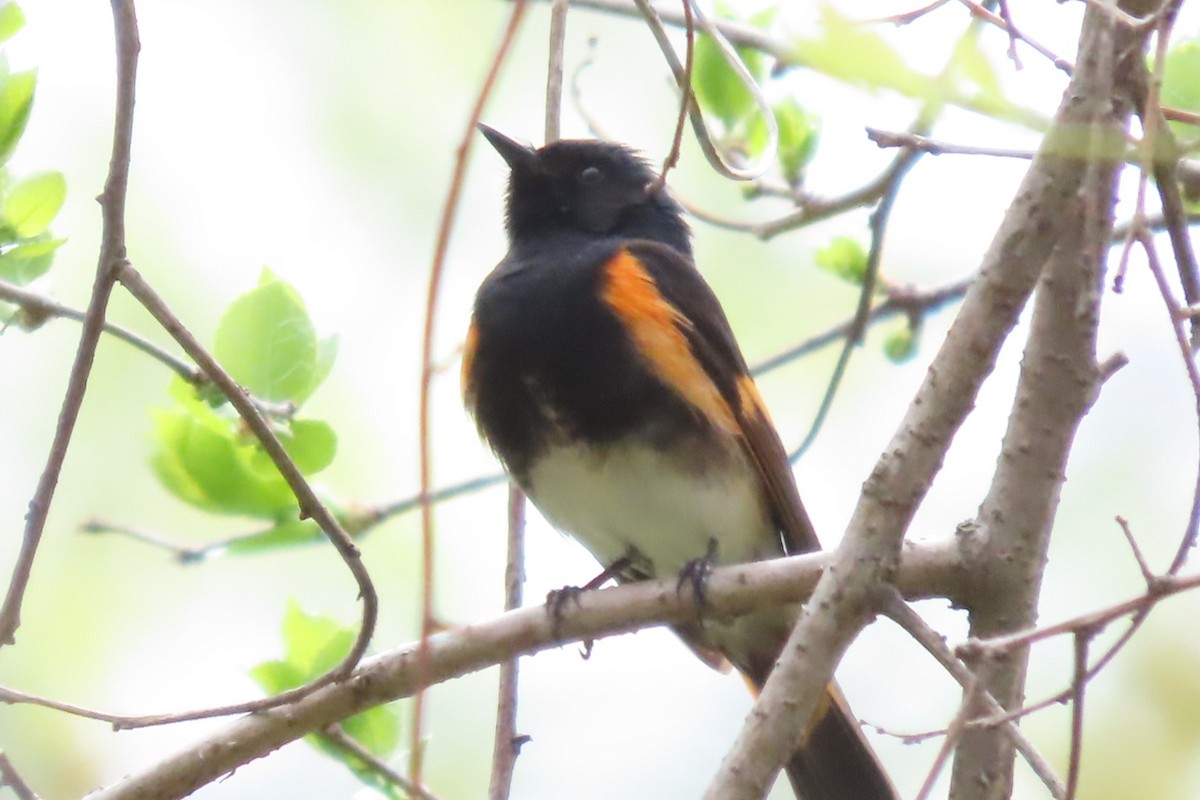 American Redstart - Rebecca Giroux