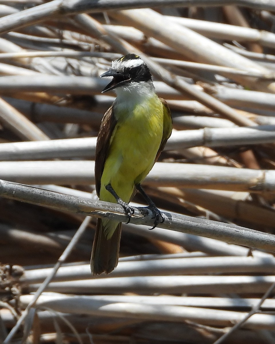 Great Kiskadee - ML618768299