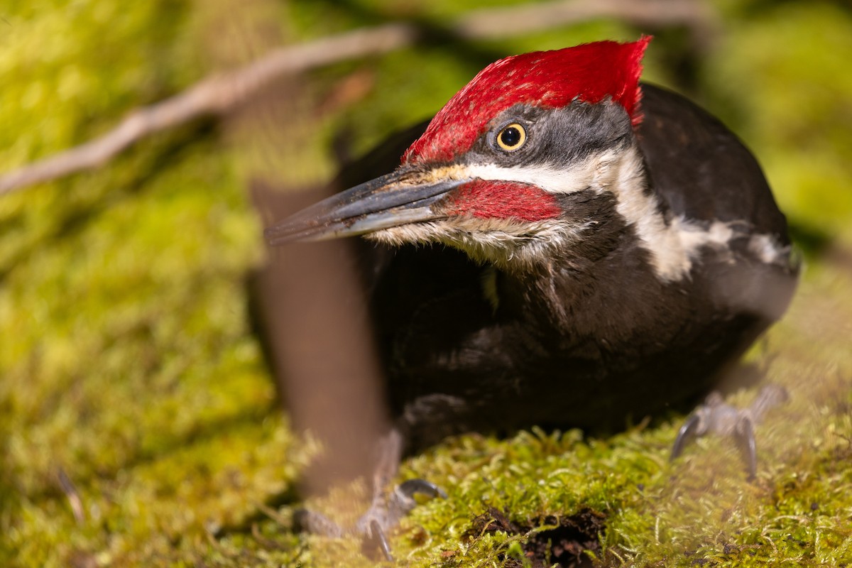 Pileated Woodpecker - ML618768374