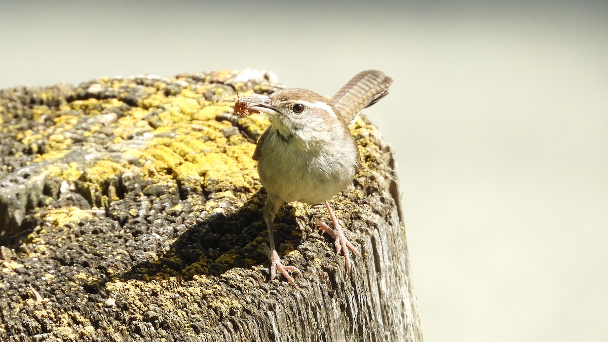 Bewick's Wren - Chuck Schussman