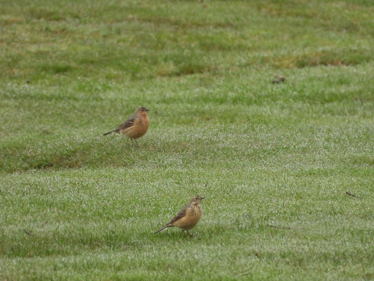 American Pipit - Jim Lind