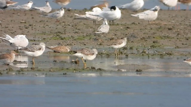 Nordmann's Greenshank - ML618768423