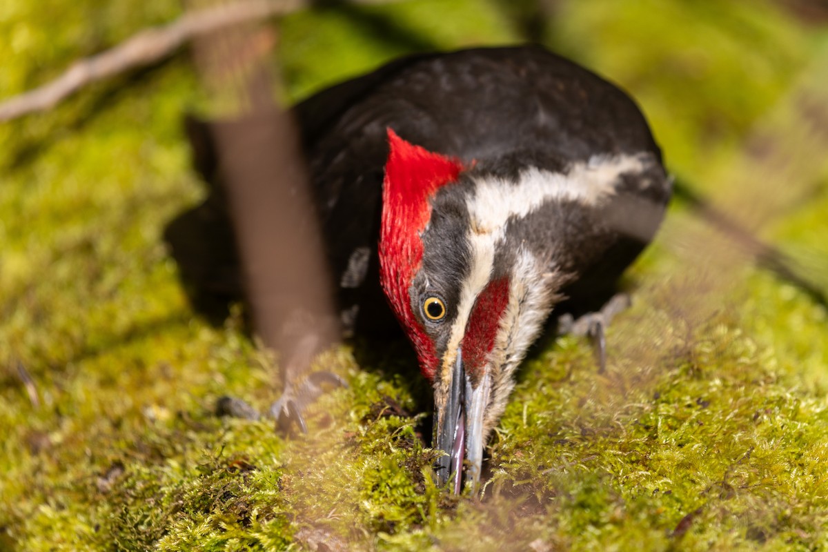 Pileated Woodpecker - ML618768426