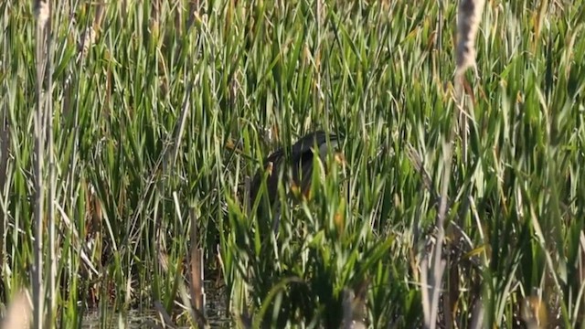 American Bittern - ML618768438