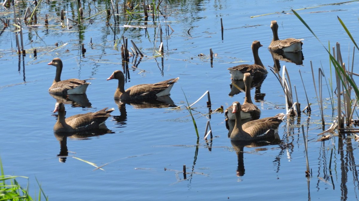 Greater White-fronted Goose (Western) - ML618768455