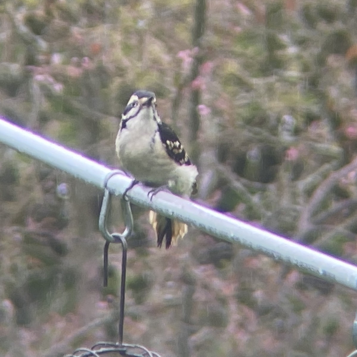 Hairy Woodpecker (Eastern) - ML618768480