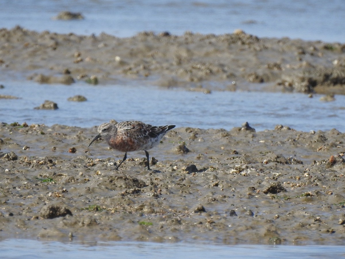 Curlew Sandpiper - ML618768498