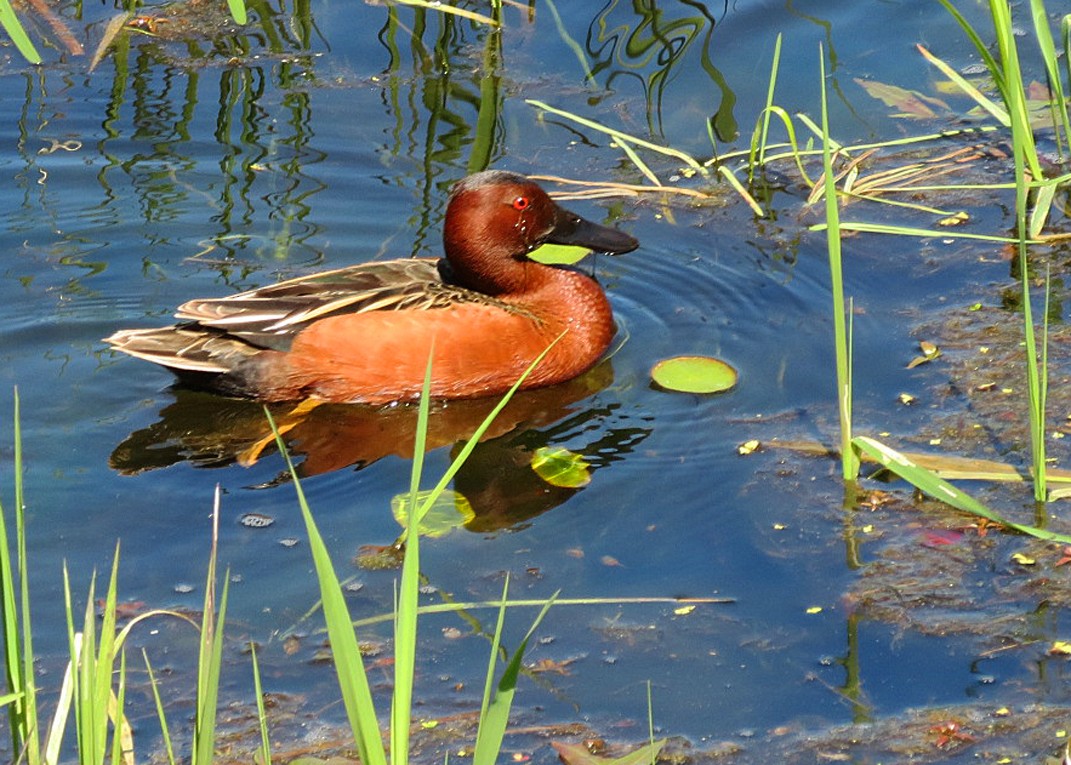 Cinnamon Teal - ML618768501