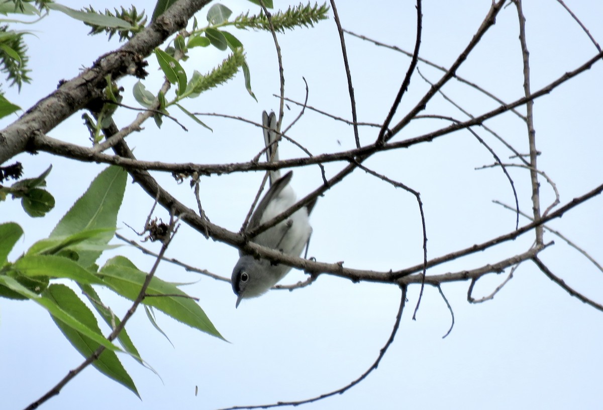 Blue-gray Gnatcatcher - Betty Van Kirk