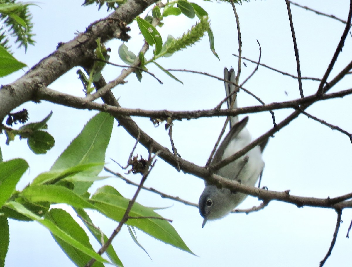 Blue-gray Gnatcatcher - Betty Van Kirk