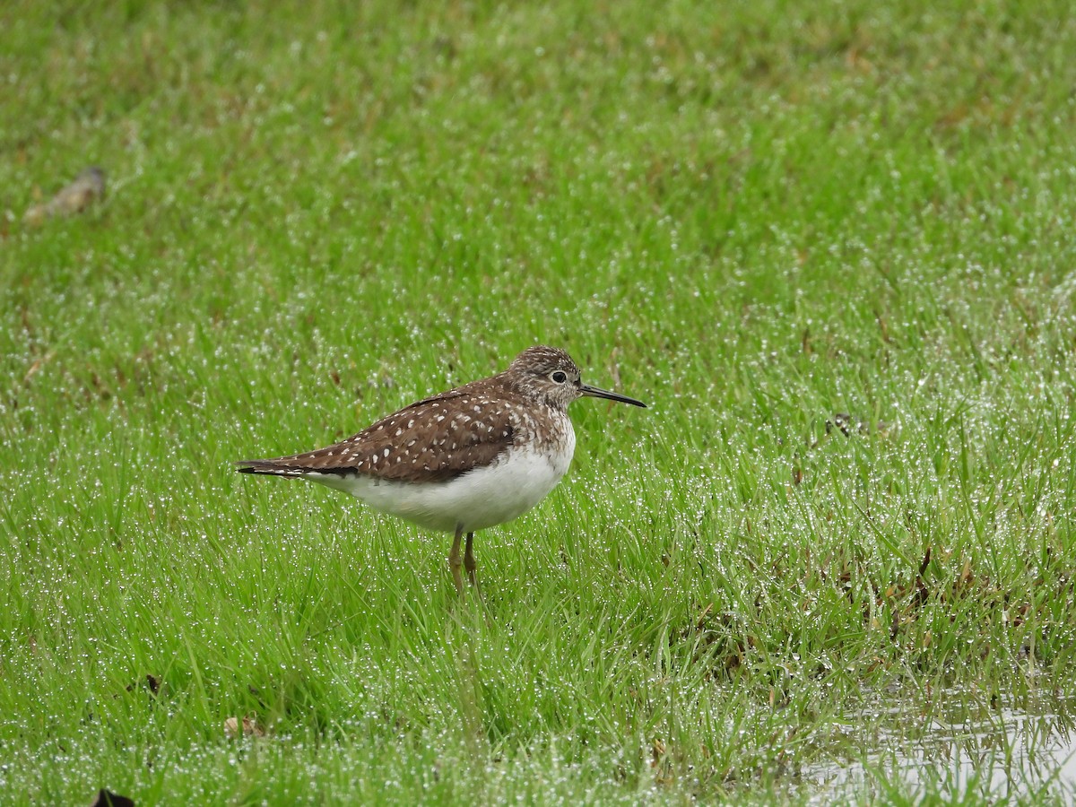 Solitary Sandpiper - Jim Lind