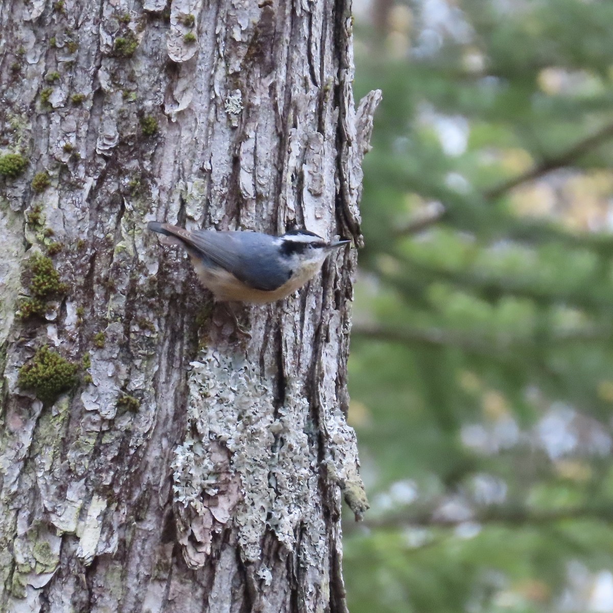 Red-breasted Nuthatch - Laurel Smith