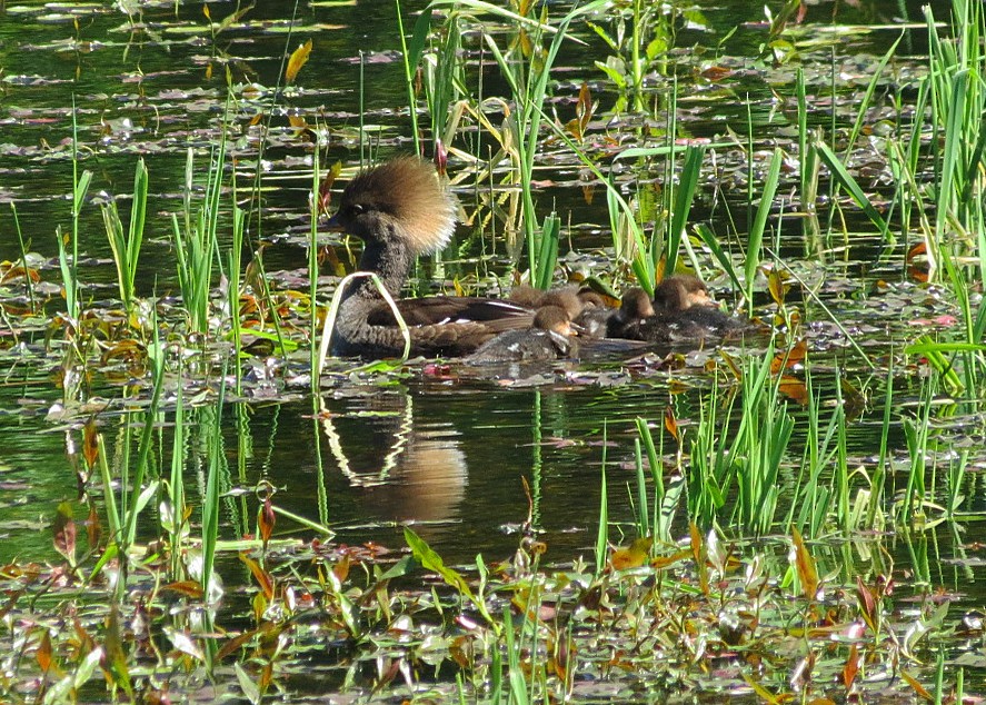 Hooded Merganser - Lisa Genuit