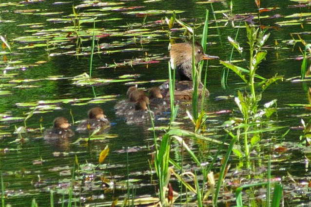 Hooded Merganser - Lisa Genuit