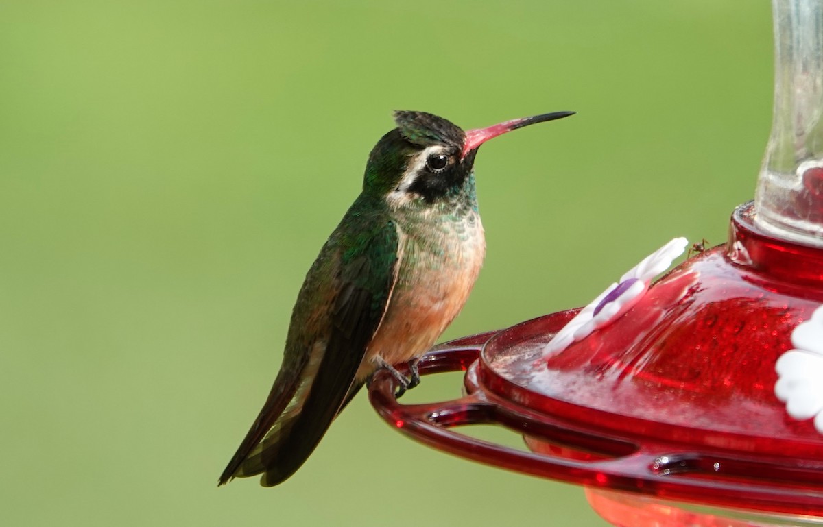 Xantus's Hummingbird - ML618768541