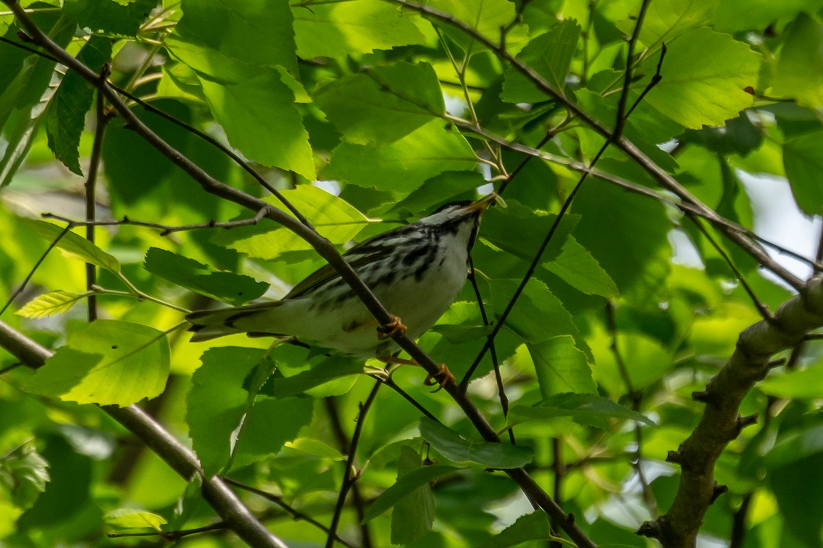 Blackpoll Warbler - ML618768554