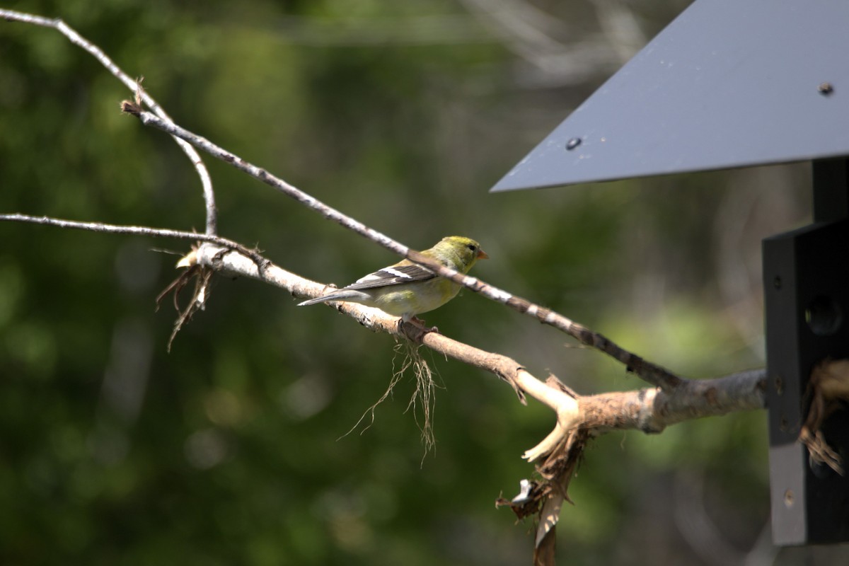 American Goldfinch - ML618768611