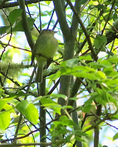 Western Flycatcher (Pacific-slope) - Lisa Genuit