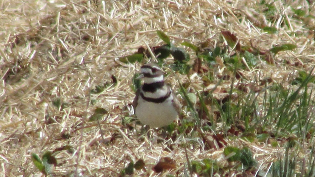 Killdeer - ML618768648