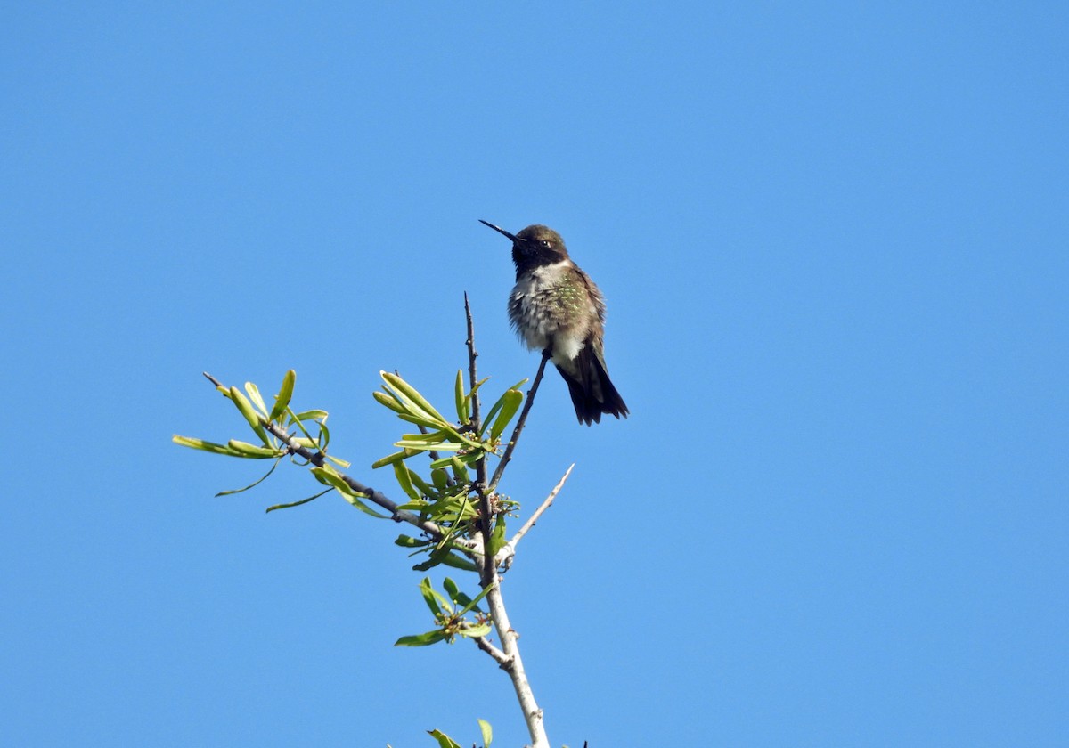 Black-chinned Hummingbird - Rod Higbie