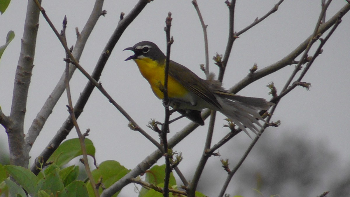 Yellow-breasted Chat - ML618768651