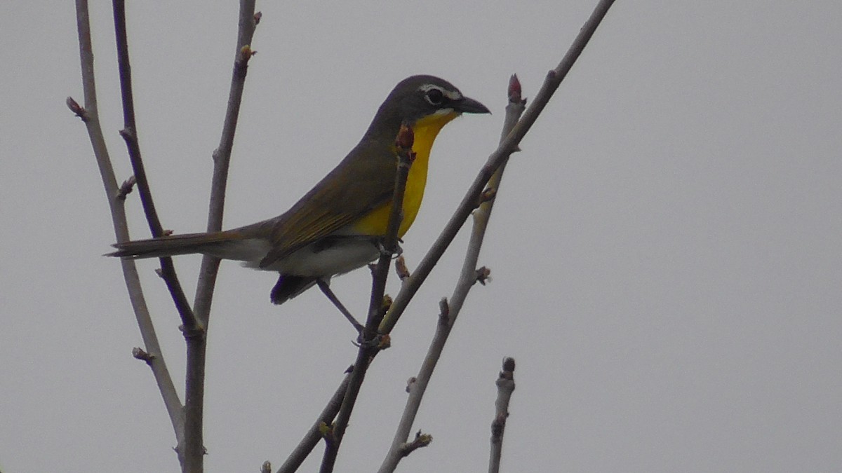 Yellow-breasted Chat - ML618768670