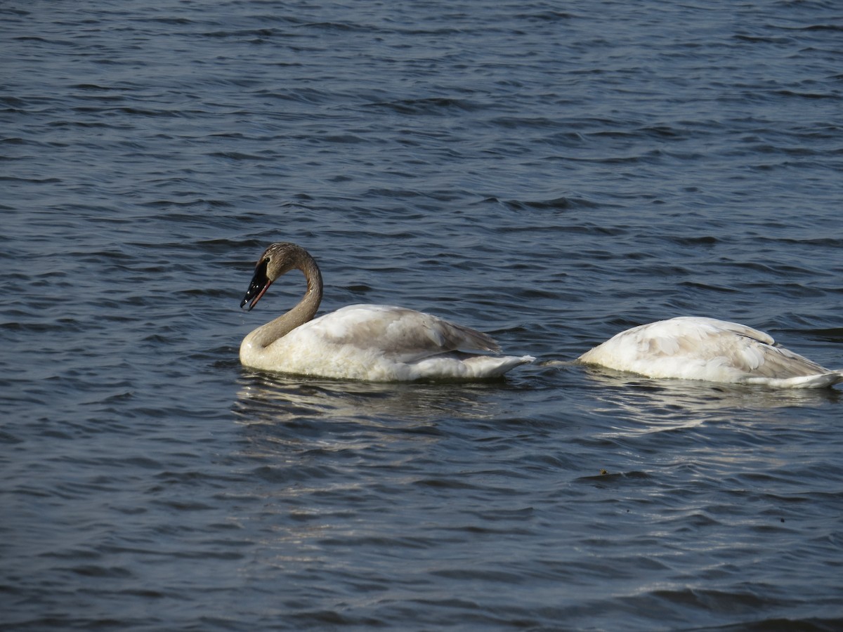 Trumpeter Swan - ML618768671