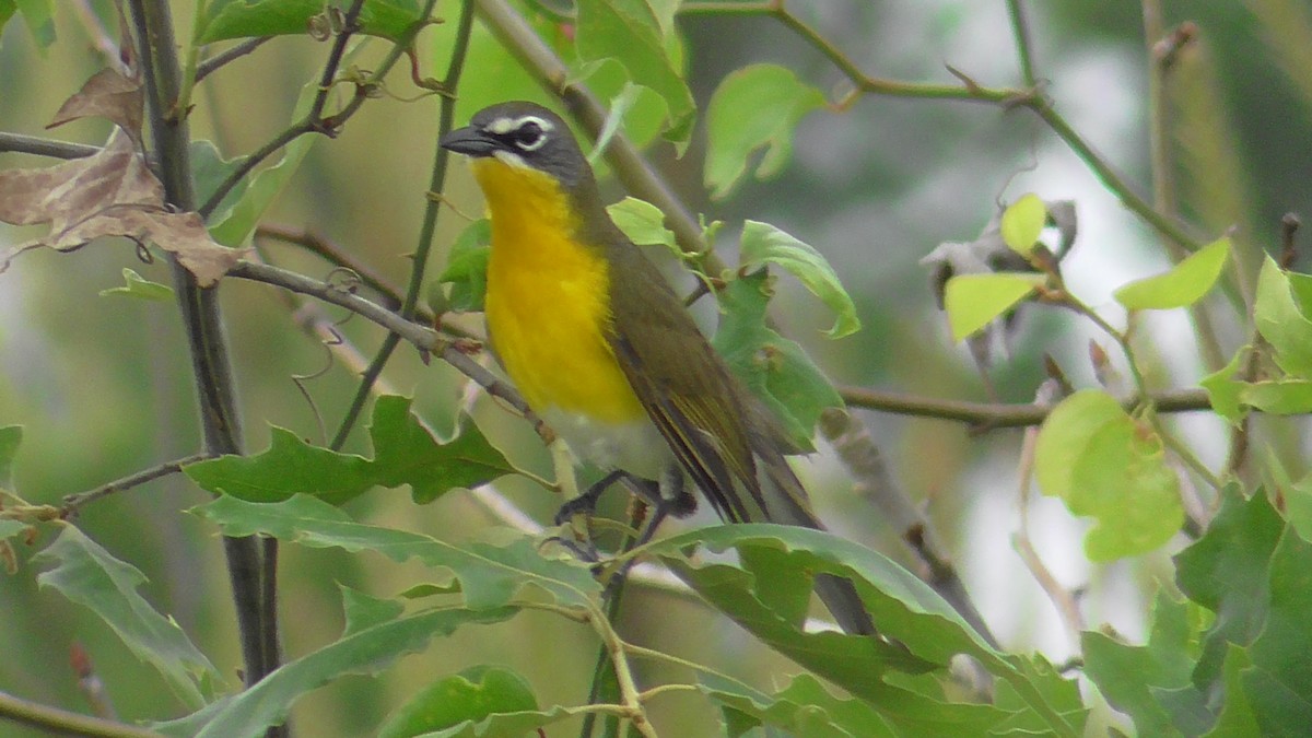 Yellow-breasted Chat - ML618768682