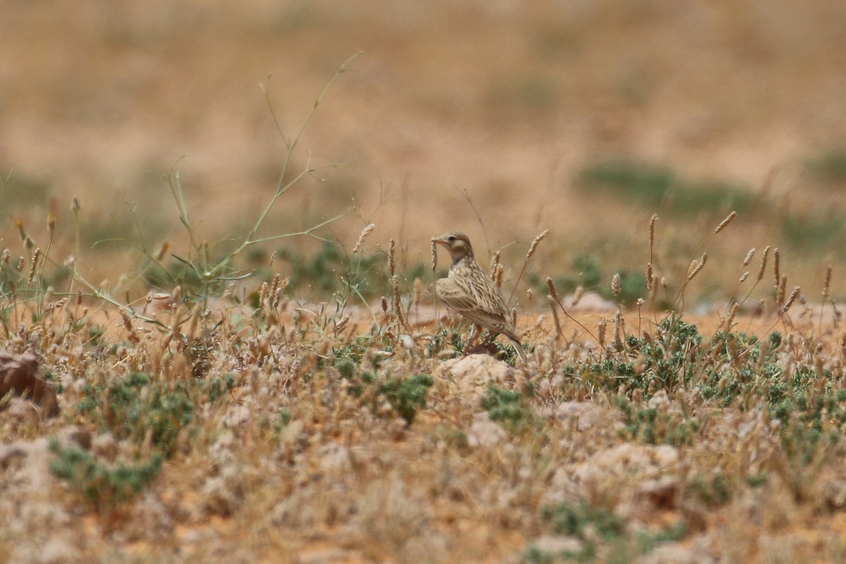 Mediterranean/Turkestan Short-toed Lark - ML618768683