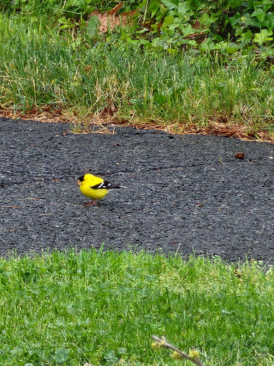 American Goldfinch - ML618768693