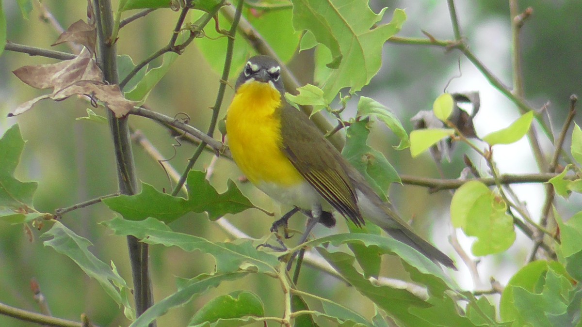 Yellow-breasted Chat - ML618768694